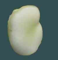 La forme de la fève qui rappelle celle d'un embryon est porteuse du symbole de re-naissance. Elle servait pour désigner les élus.
