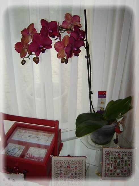 Orchidee-3.JPG