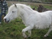 le petit cheval blanc