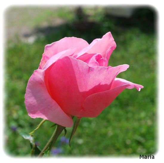 rose-10-copie-1.jpg
