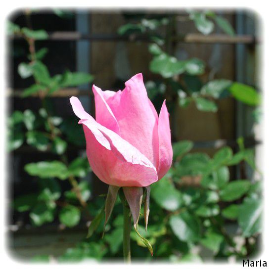 rose-9.jpg