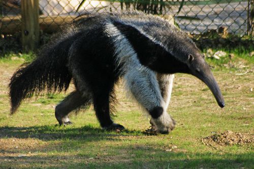 Tamanoir