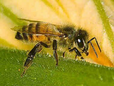 abeille%201