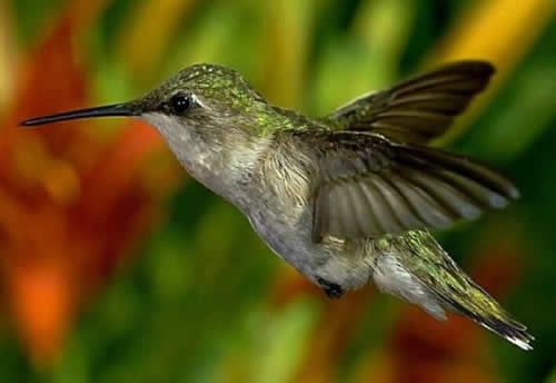 colibri-ed820
