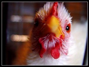 Portrait_of_a_Chicken_by_RyanLovelacePhoto