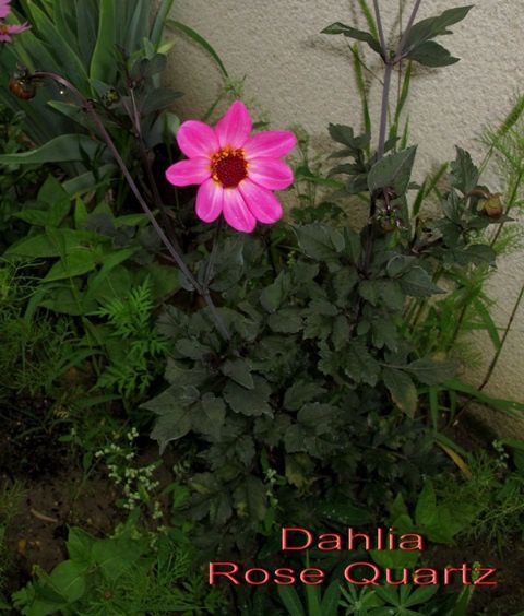 (2011 08) 0114 Dahlia RoseQuartz