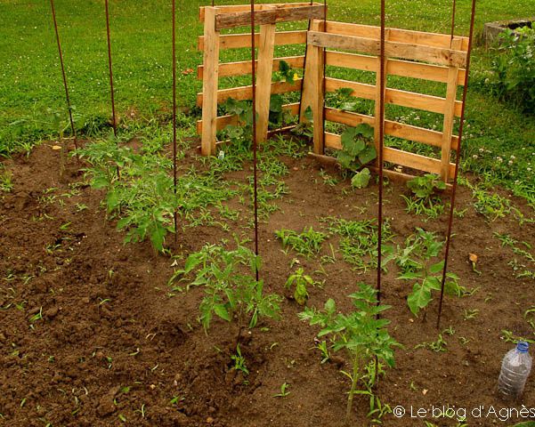 Tomates compost(2012 08) 0046