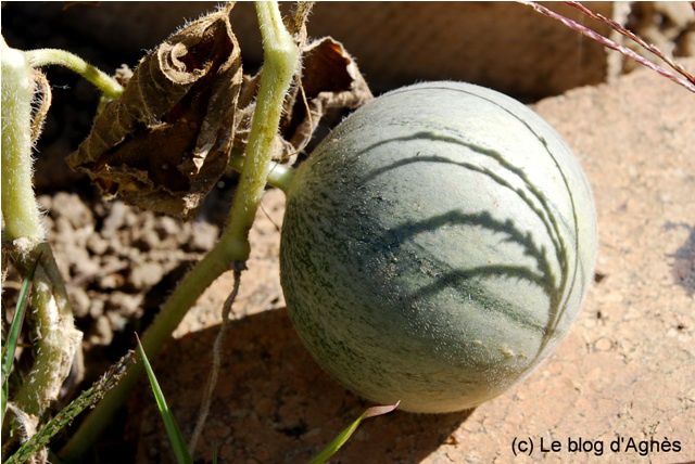 Melon(2012 09) 0023