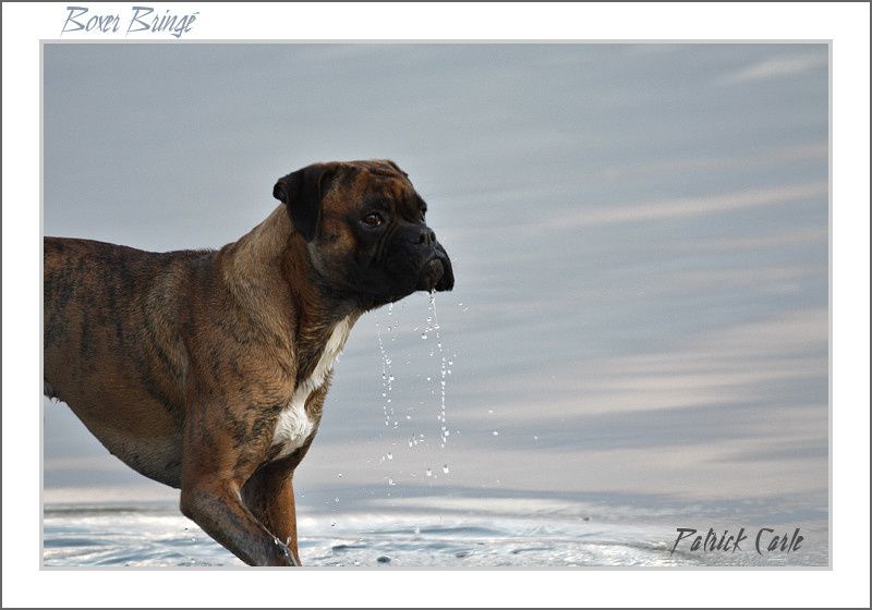 chien EOS450D+Sigma500f4.5 1-border