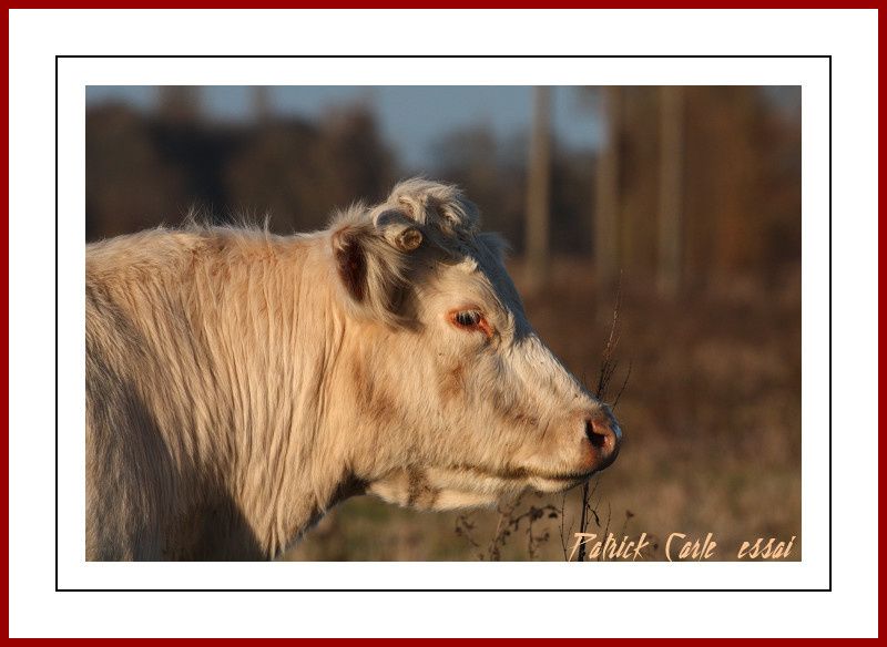 22 bragny 038-border