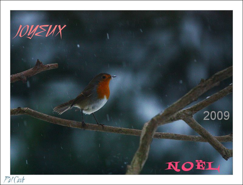 25 - Rouge gorge sous la neigeSigma 500 f4.5