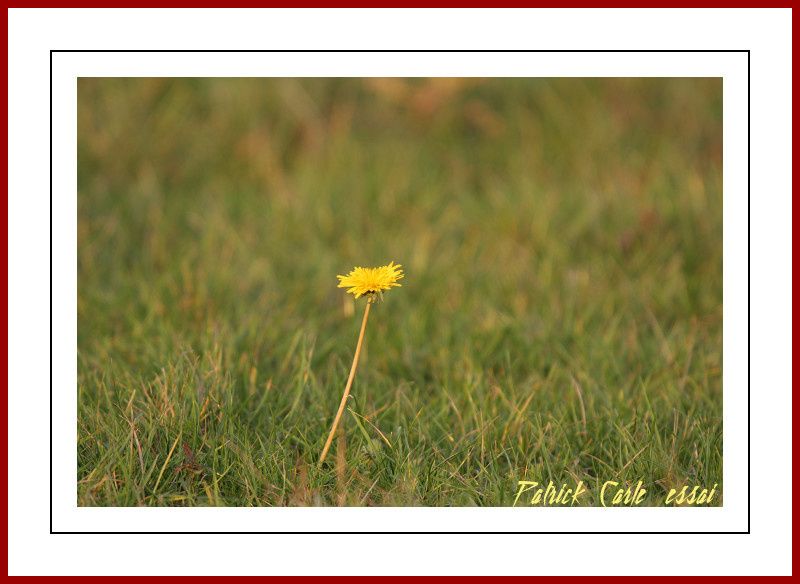 bragny fleur de pissenlit au 500 182-border