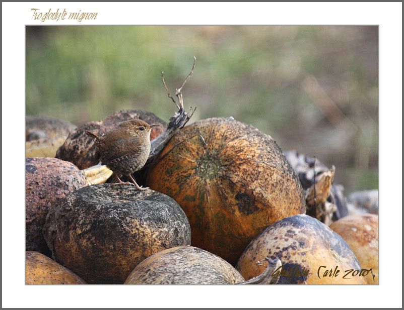 ghislain-102---canon-EOS-450D-Sigma-500f4.5-border.jpg