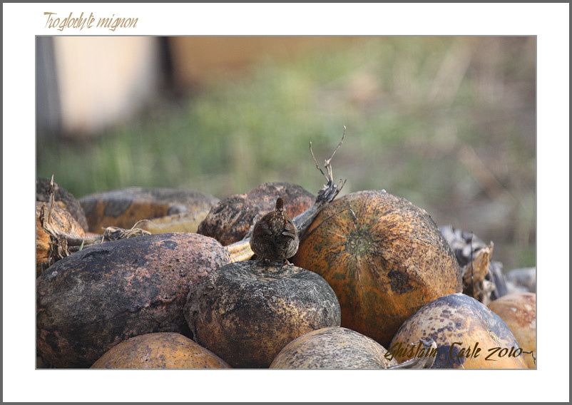 ghislain-103canon-EOS-450D-Sigma-500f4.5-border.jpg