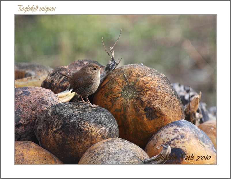 ghislain-104---canon-EOS-450D-Sigma-500f4.5-border.jpg
