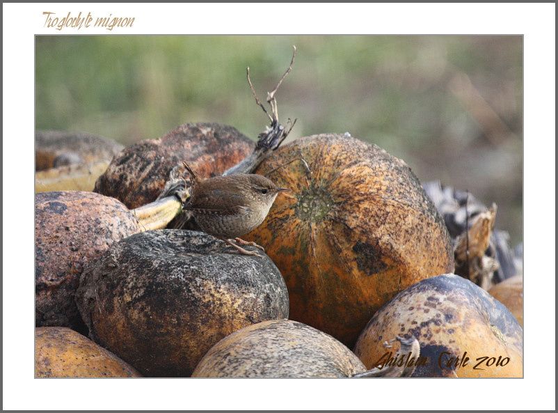 ghislain-105---canon-EOS-450D-Sigma-500f4.5-border.jpg