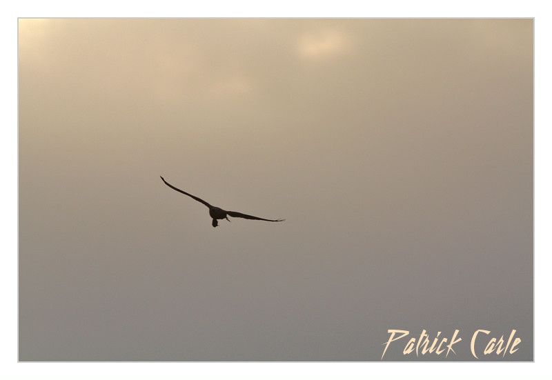 canon 450D+Sigma 500f4.5 099-border