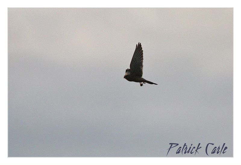 canon 450D+Sigma 500f4.5 101 -