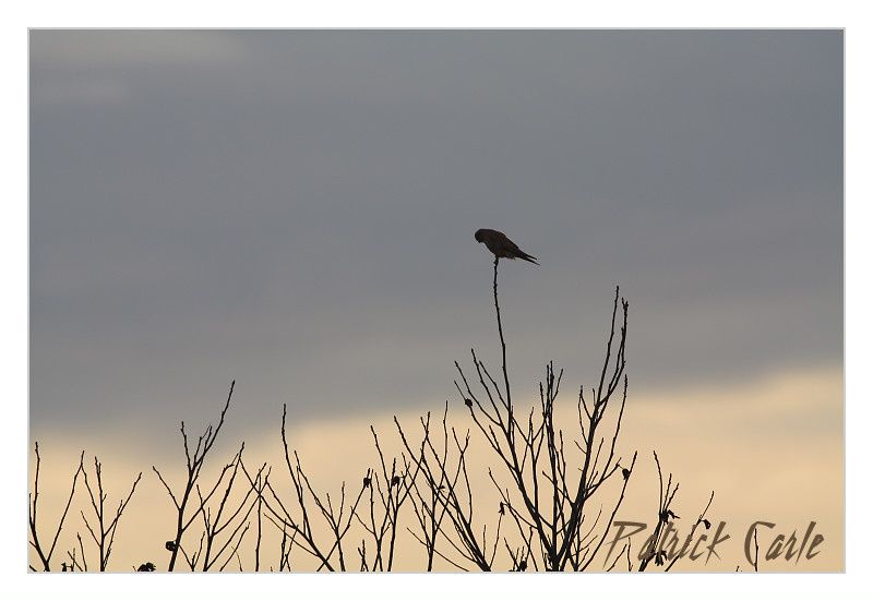 canon 450D+Sigma 500f4.5 119-border