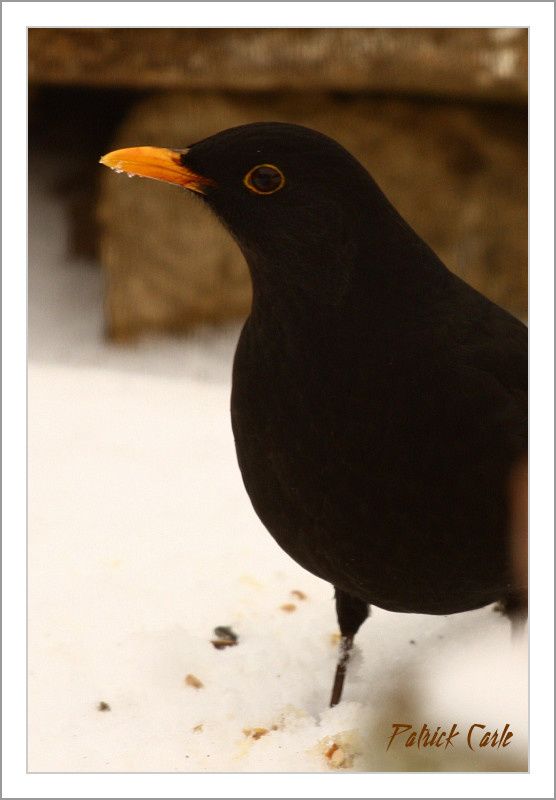 oiseaux-elle-fond-la-neige-025-border.jpg