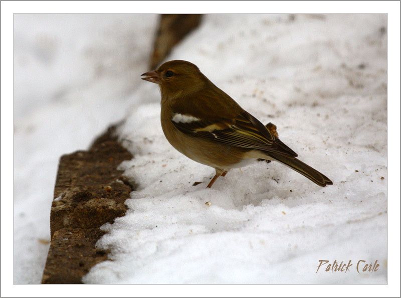 oiseaux elle fond la neige 074-border