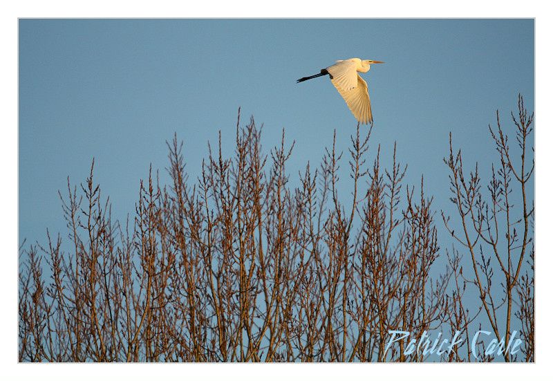 grande-Aigrette-en-vol-canon-EOS-450D-Sigma-500f4.5--3-.jpg