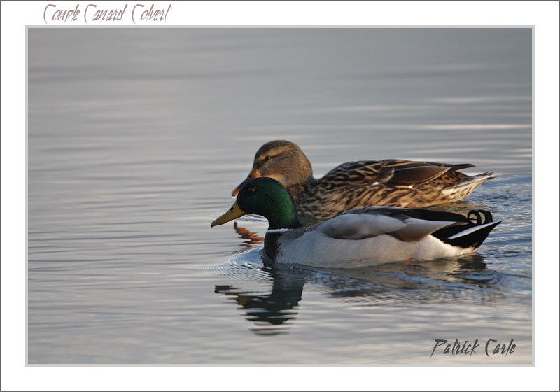 oiseaux-chalon-079-border.jpg