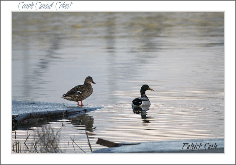 oiseaux-chalon-168-border.jpg