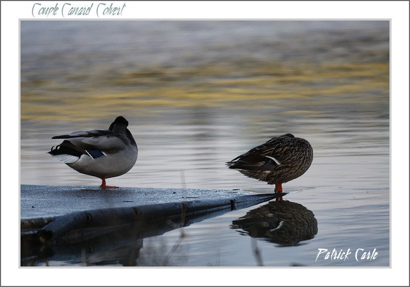 oiseaux-chalon-194-border.jpg