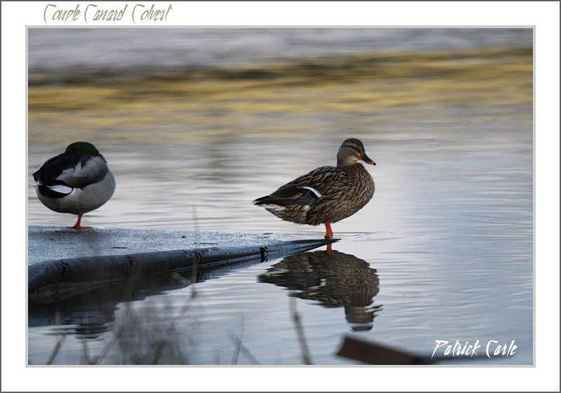 oiseaux-chalon-195-border.jpg