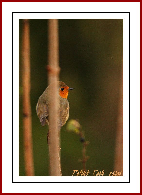 Rouge-gorge-canonEOS450D--500f4.5.jpg