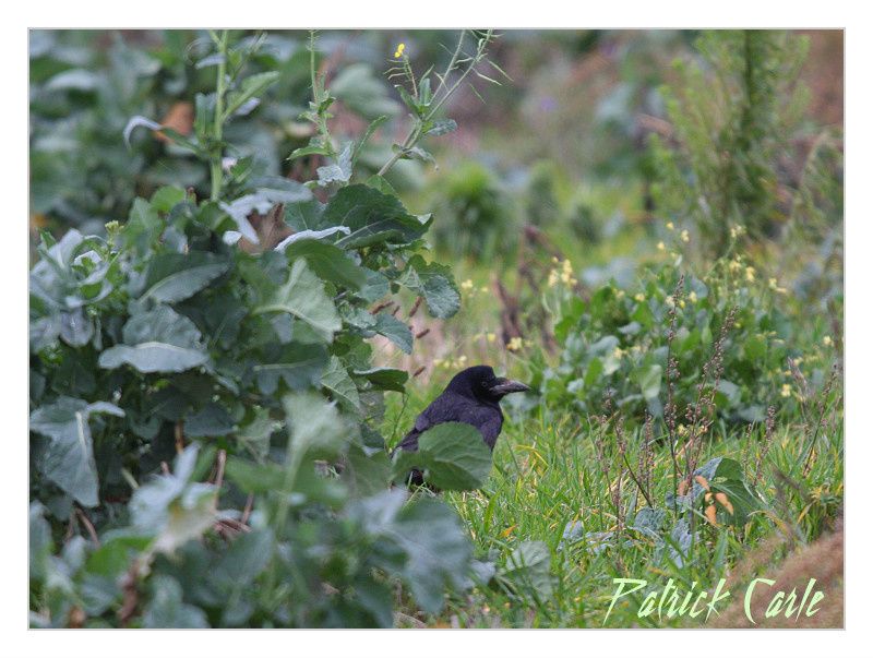 corbeau-freux-canon-EOS-450D-Sigma-500f4.5--border.jpg