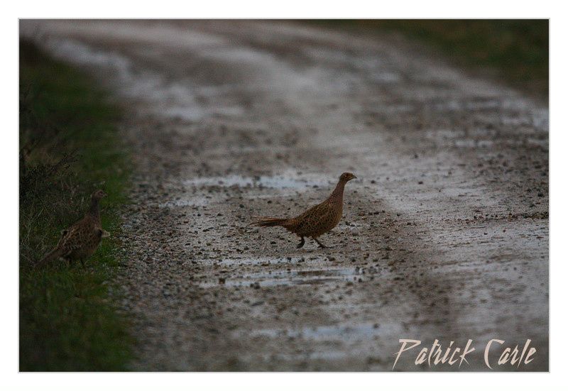 cygnes-198-border.jpg