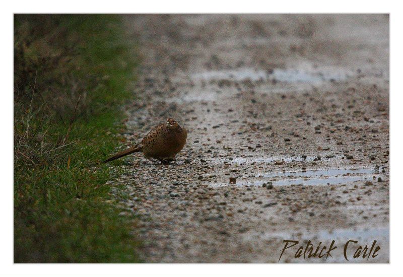 cygnes 201 - Copie-border