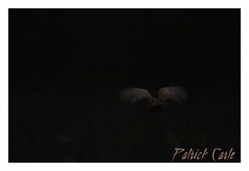 cygnes 207-border