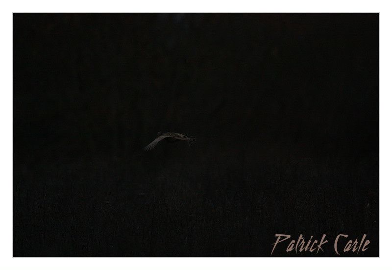 cygnes 208-border