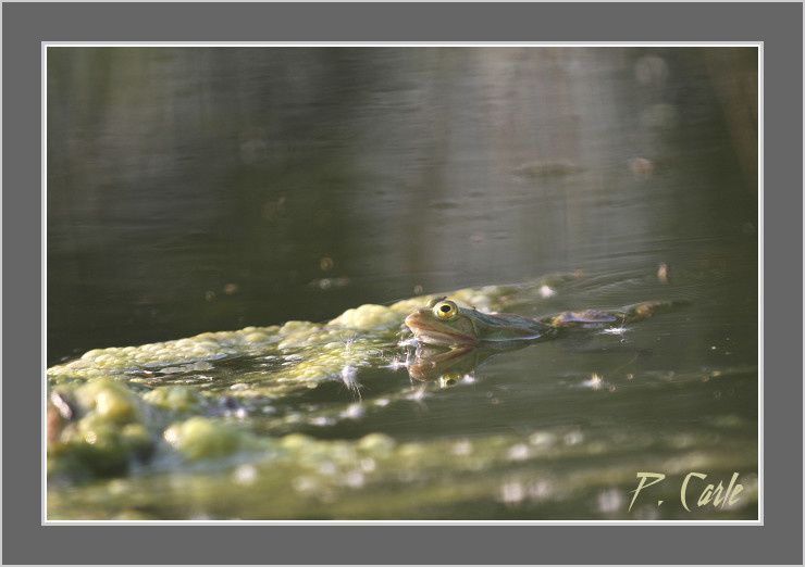grenouilles-bergeronnettes-bebe-vanneau-247-border.jpg