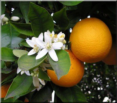 parfum-fleur-d-oranger.jpg