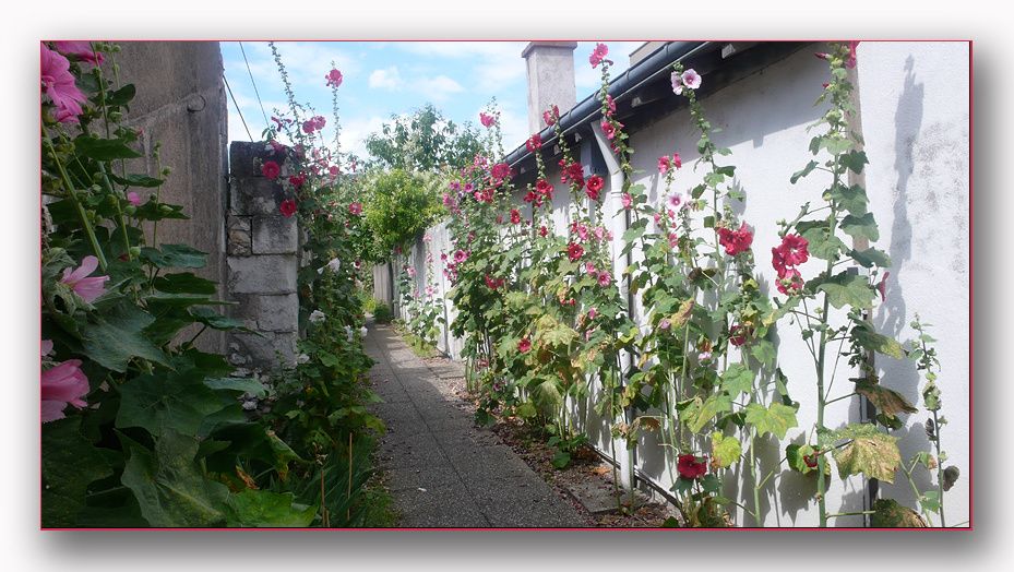 Roses-tremieres-Tours-blog.jpg