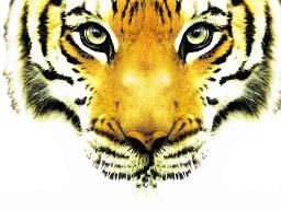 véritable baume du tigre