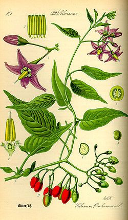 250px-Illustration Solanum dulcamara0