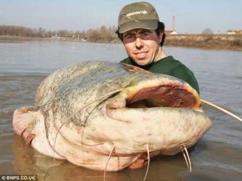 Le Plus Grand Poisson Chat Du Monde Rachidovic