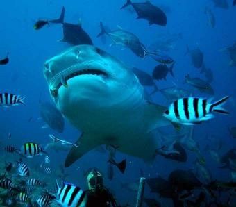 requin oceanique