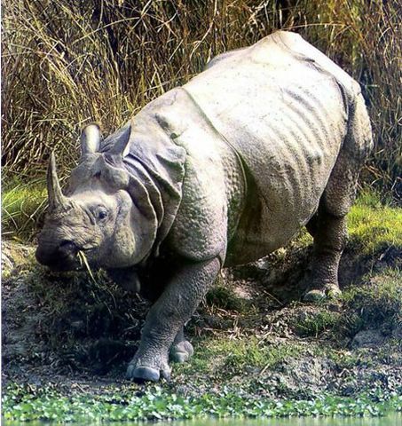 rhinoceros de java