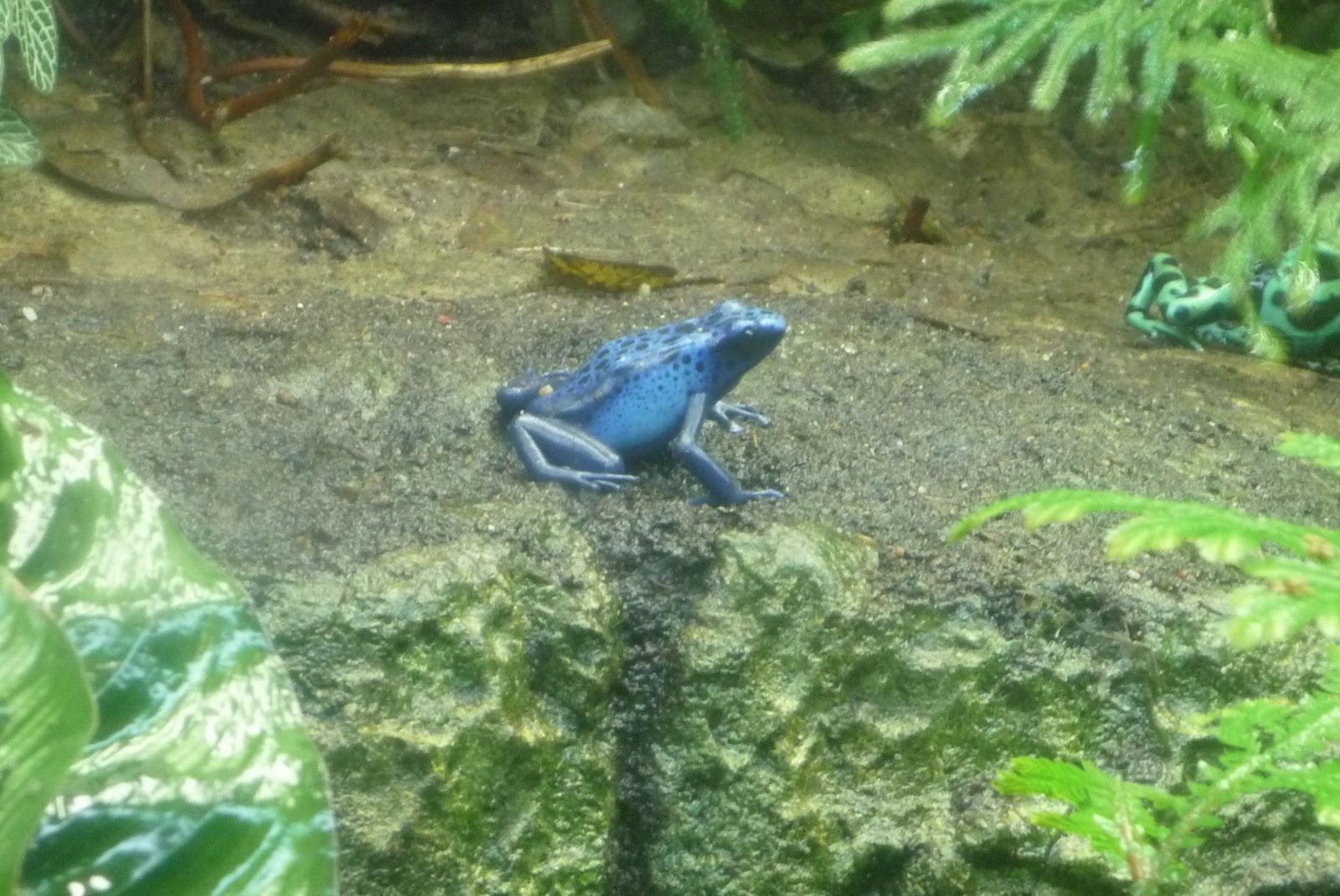 La grenouille d'Azureus La grenouille d'Azureus