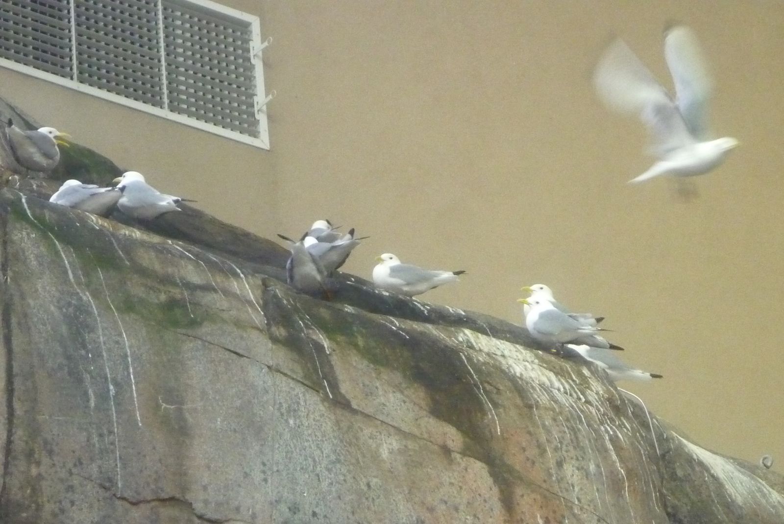 Les mouettes, comme à la maison !! Les mouettes, comme à la maison !!