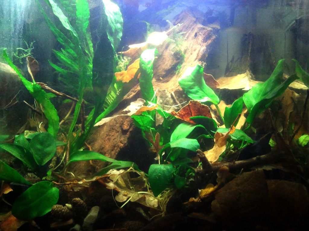 20litres pour killi, aqua low tech naturel Photo0123