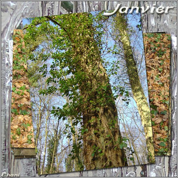 Image de Janvier photo