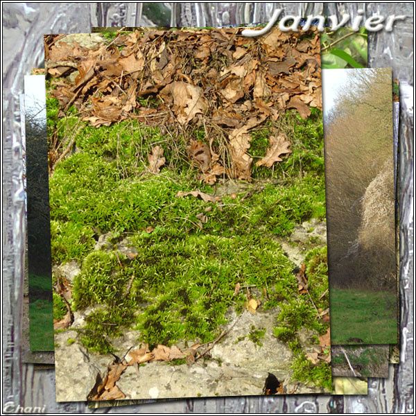 Image de Janvier photo