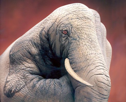 Guido Daniele 4